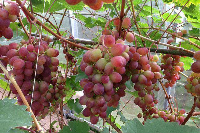 Лучшие сорта винограда для подмосковья с описанием