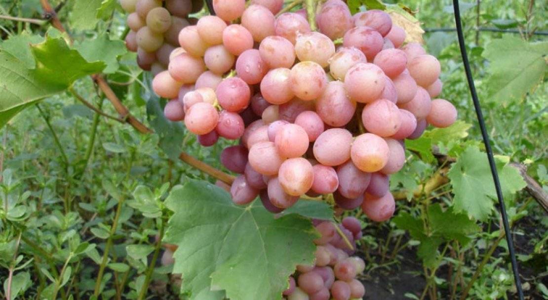 Виноград рута описание сорта, характеристика, уход и выращивание