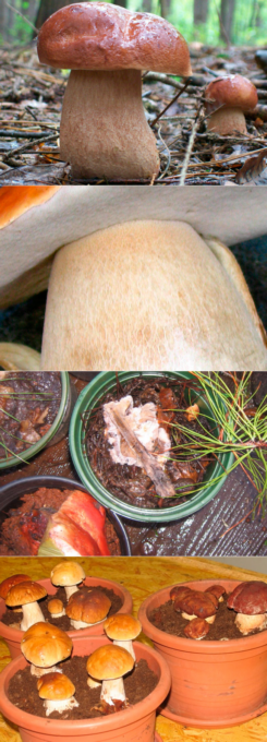 Выращивание белых грибов на дачном участке, особенности посадки в домашних условиях