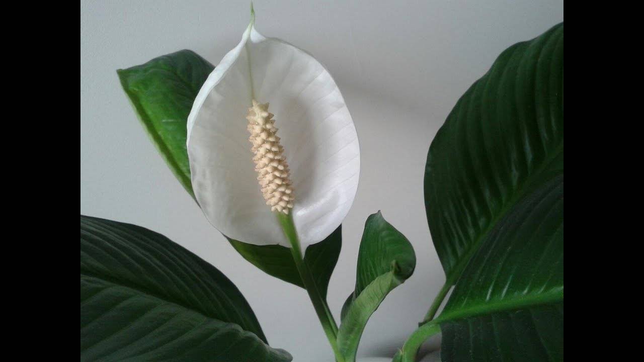 Спатифиллум: как правильно выбрать здоровый цветок и секреты его выращивания (115 фото)