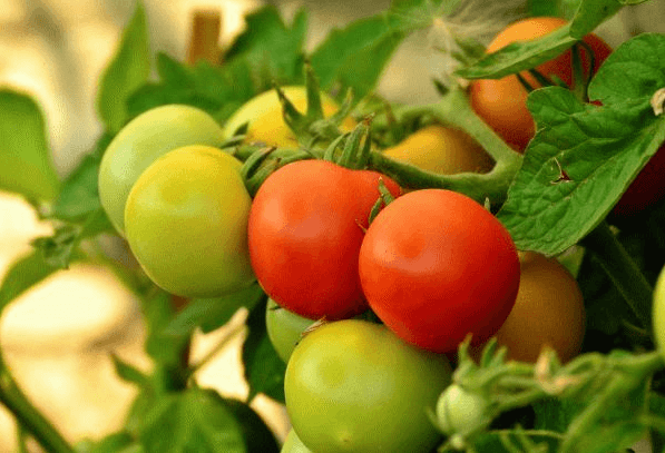 Как часто поливать помидоры: как правильно поливать помидоры в открытом грунте и в теплице? (75 фото + видео советы)