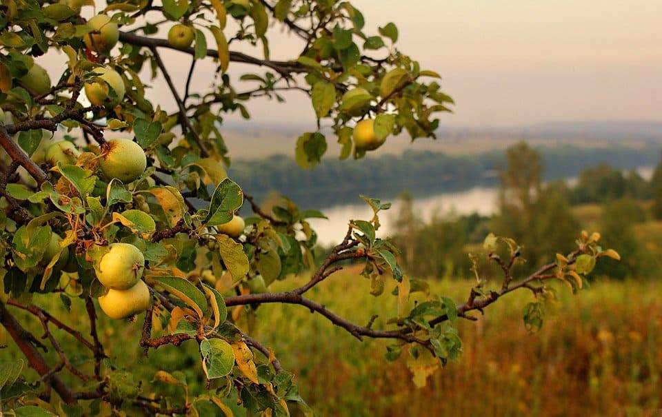 Уход за яблонями круглый год: как ухаживать за саженцами и взрослыми деревьями