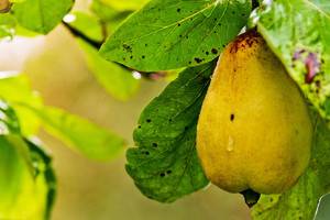 Обработка яблонь и груш от болезней: фото и меры борьбы с насекомыми и заболеваниями