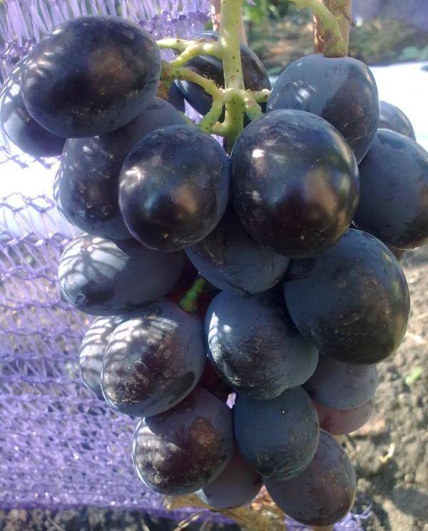 Описание и особенности винограда сорта фуршетный