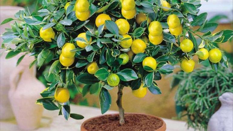 Как вырастить дома лимон из косточки