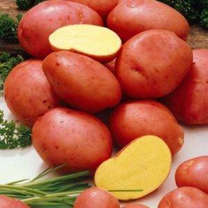 Сорт картофеля «манифест» — описание и особенности выращивания