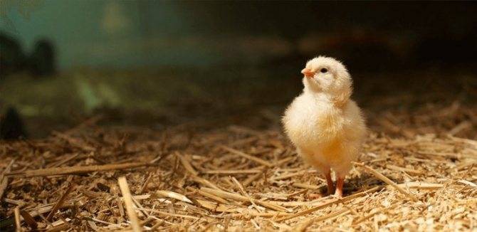 Цыплята — выращивание и уход в домашних условиях