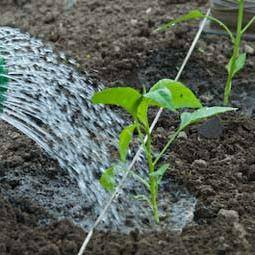 Выращивание рассады перца в домашних условиях: пикировка  и уход за рассадой