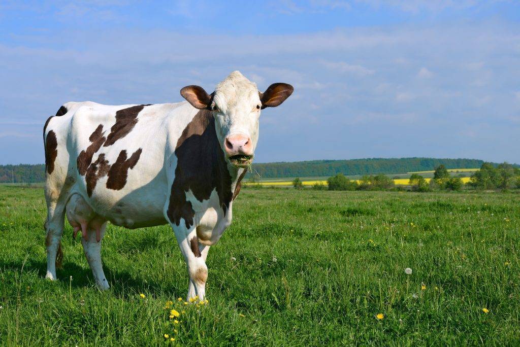 Правильный запуск коровы перед отелом, процесс родов и прием теленка