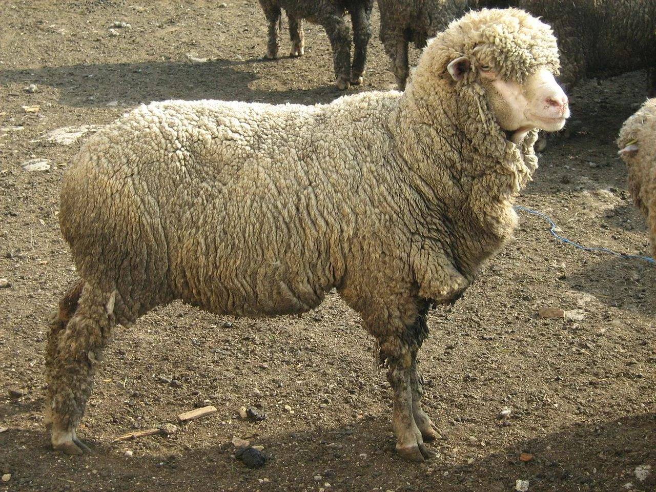 Тонкорунная порода овец: характеристики и особенности содержания