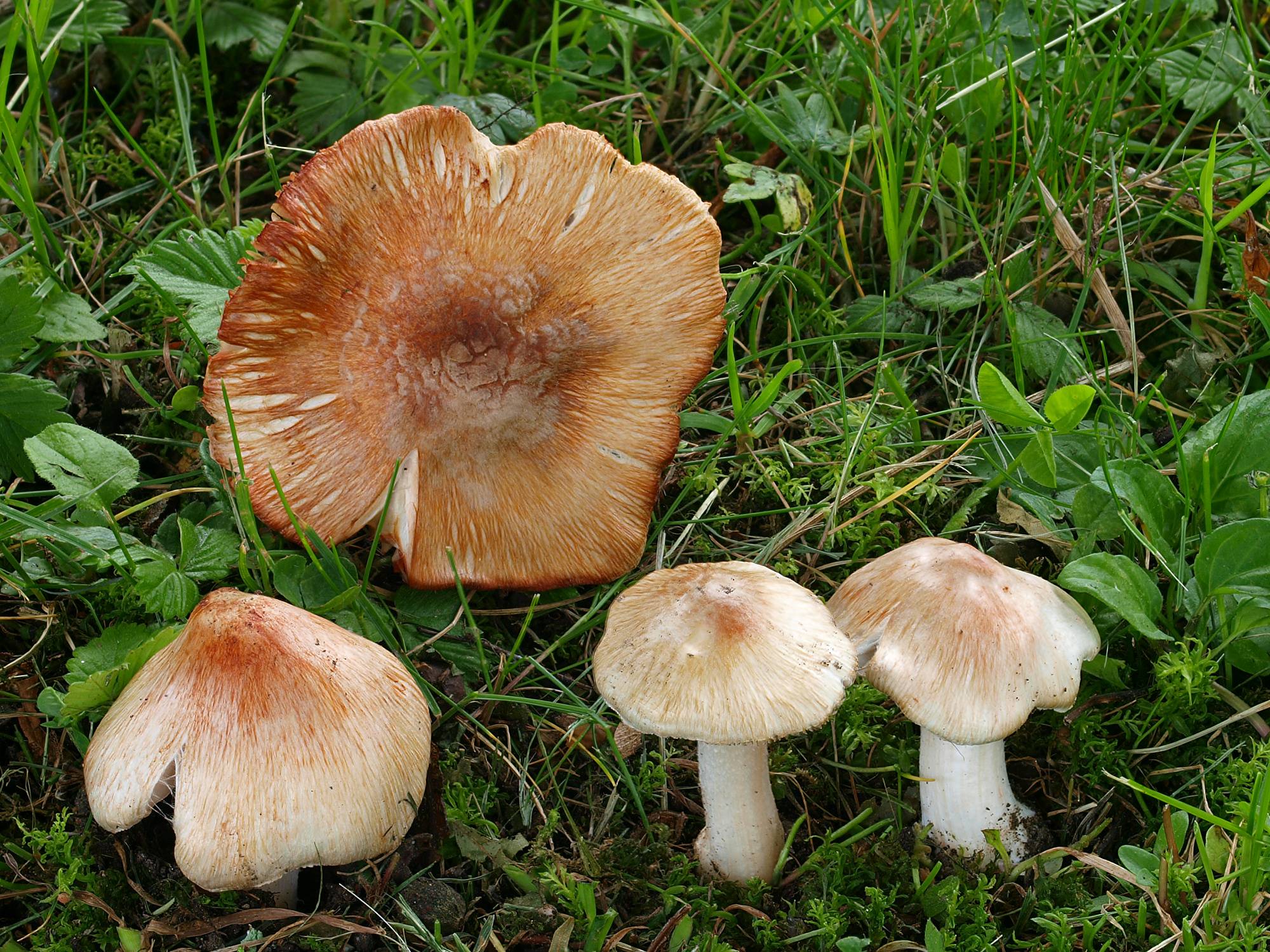 Волоконница зеленая – часто встречаемый галлюциногенный гриб