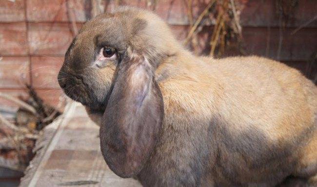Порода кроликов французский баран: описание, характеристика, фото