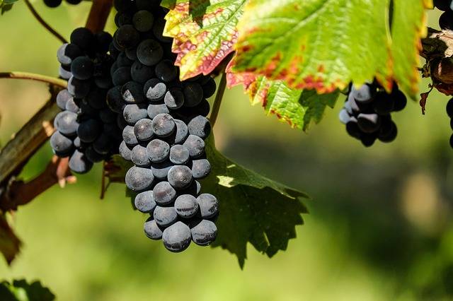 Виноград изабелла: описание сорта, польза и вред