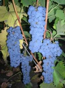 Виноград «ливадийский черный» описание и характеристика сорта, особенности выращивания, фото и отзывы