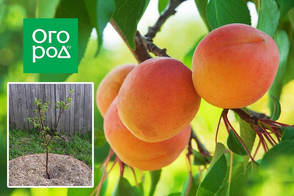 Как вырастить абрикос из косточки: особенности посадки, ухода и плодоношения