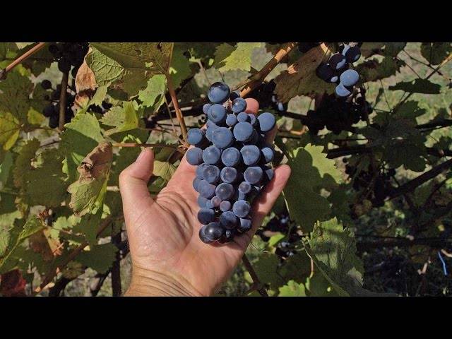 Виноград изабелла: когда и как сажать, уход