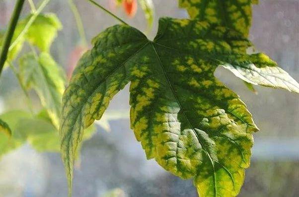 Хлороз у растений: как лечить и защитить листья в будущем