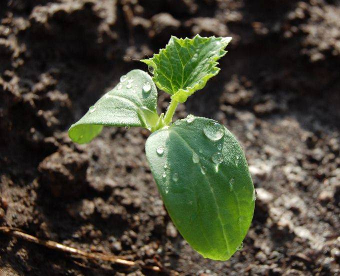 Кабачок: выращивание из семян рассадой, посадка и уход и в открытом грунте, фото