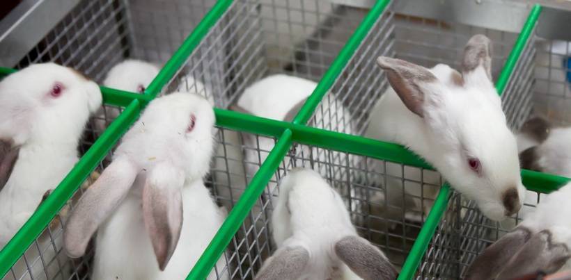 Разведение кроликов как бизнес, доходы и расходы в кролиководстве.