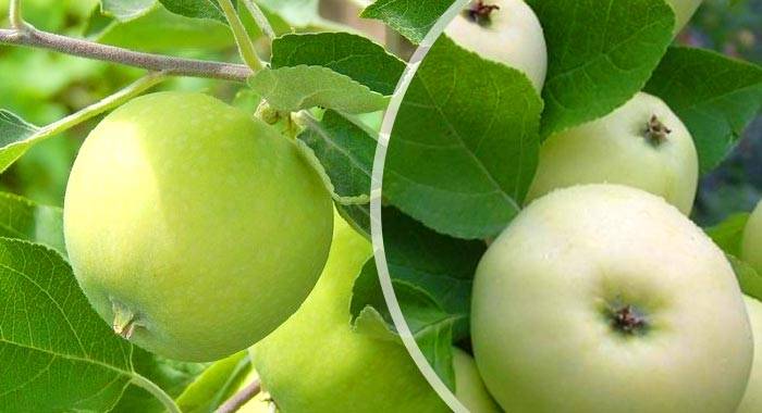 Яблоня белый налив или папировка: описание сорта