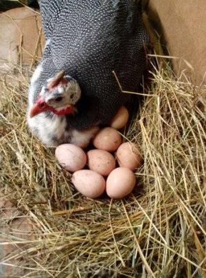 Польза и вред яиц цесарки для организма, способы употребления