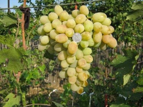Сверхранний виноград «элегант»: описание и выращивание сорта
