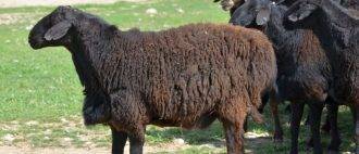 Загон для овец: классификация, основные требования к помещению, пошаговый процесс постройки овчарни