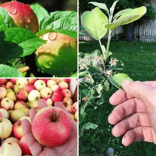 Сорт яблони мельба, описание, характеристика и отзывы, а также особенности выращивания данного сорта
