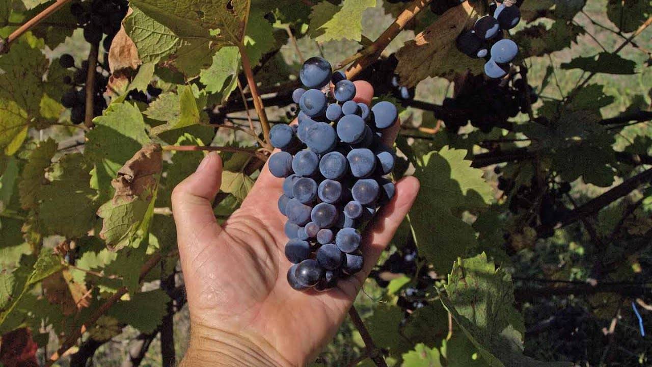 Виноград изабелла: польза и вред, заготовки, калорийность, характеристики