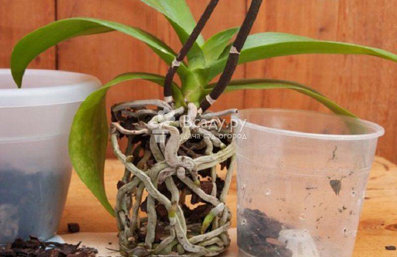 Пересадка орхидеи в домашних условиях – пошаговая инструкция с фото