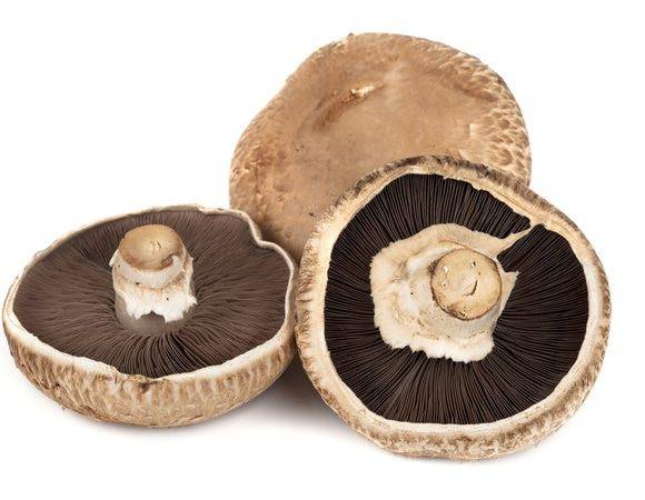 Особенности гриба портобелло