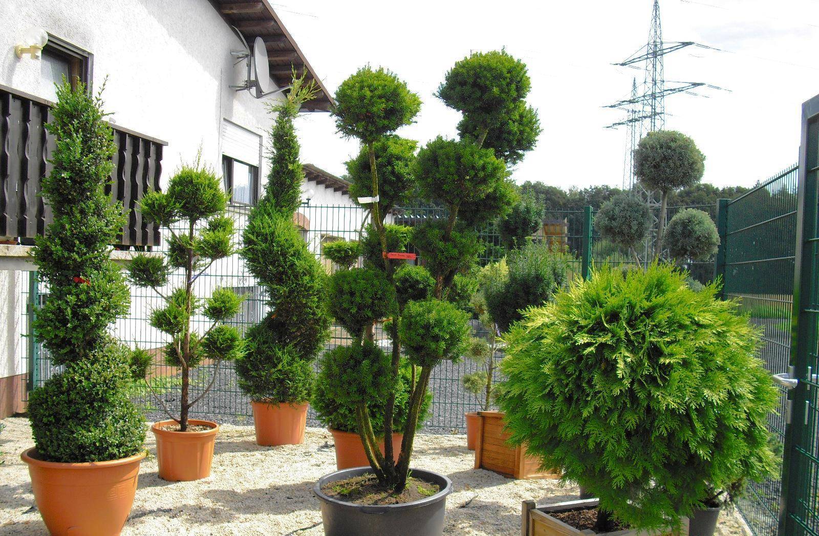 Карликовые деревья для дома: особенности ухода и фото уютных вариантов