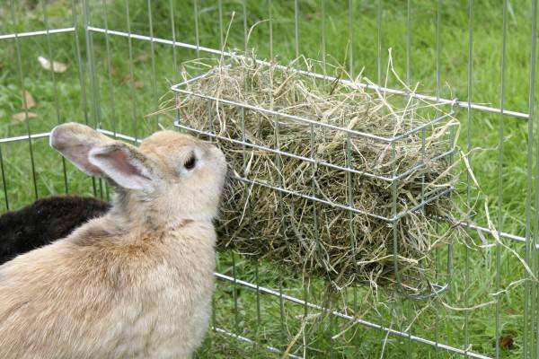 Что такое комбикорм для кроликов и в чем его польза