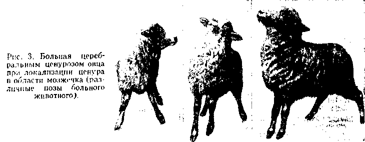Ценуроз овец (вертячка)