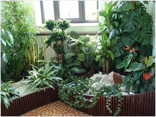 Неприхотливые тенелюбивые комнатные растения