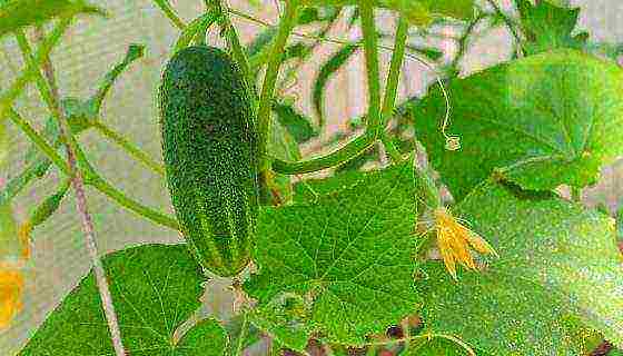 Огурец бинго f1: описание корнишонного сорта, отзывы и фото огородников, выращивание в открытом грунте и теплице