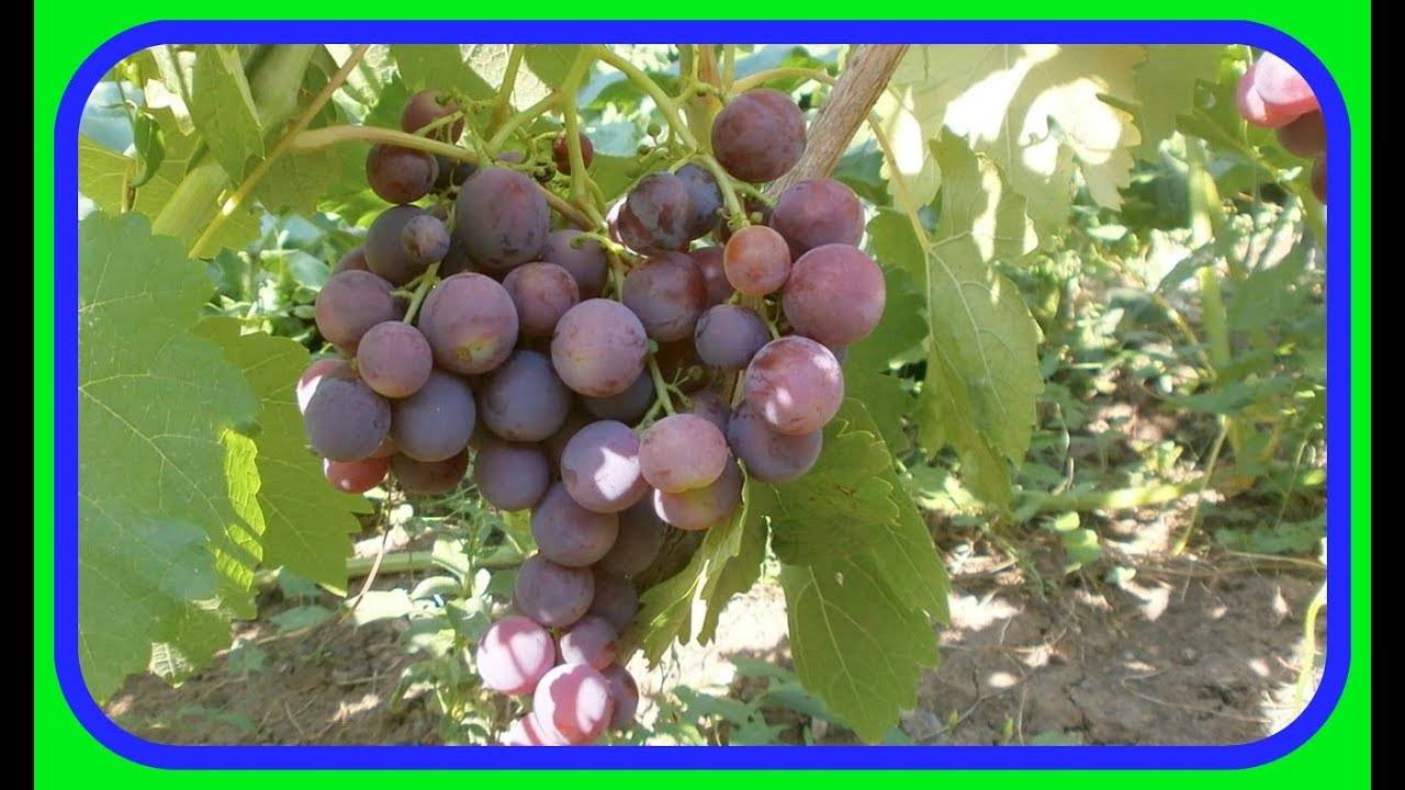 Столовый виноград «рошфор»
