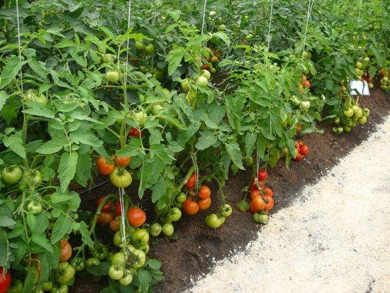 Подкормка томатов в теплице > уход и подкормка помидоров после высадки
