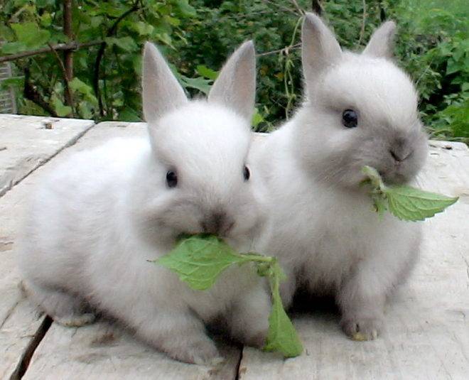 Сколько раз в день кормить кроликов: суточная норма