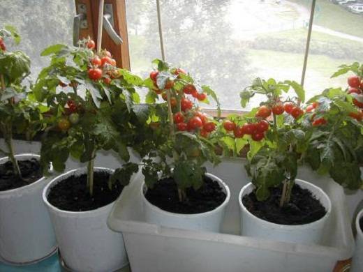 Помидоры: выращивание на лоджии, балконе пошагово с фото