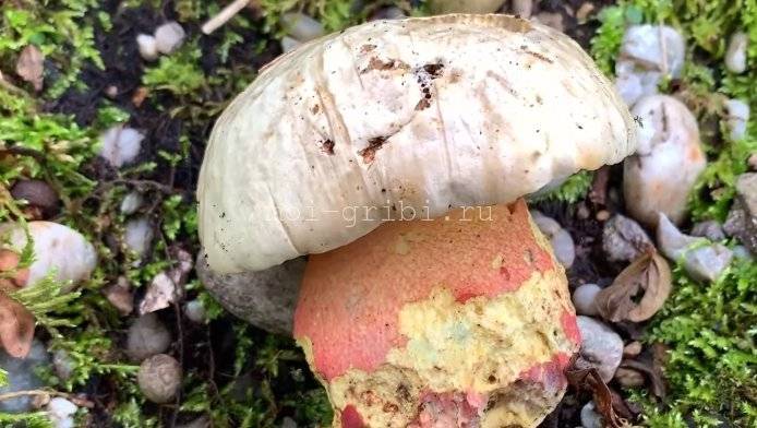 Сатанинский гриб: фото и описание, съедобный или нет, как выглядит