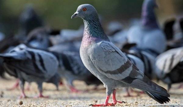 Сальмонеллёз у голубей: формы болезни, симптомы и способы лечения