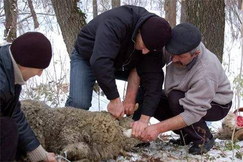 Как зарезать и разделать барана и овцу: пошаговая инструкция