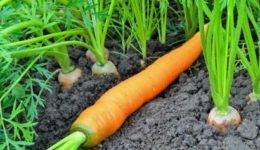 Как сажать морковь. когда сажать морковь весной в грунт в 2021 году