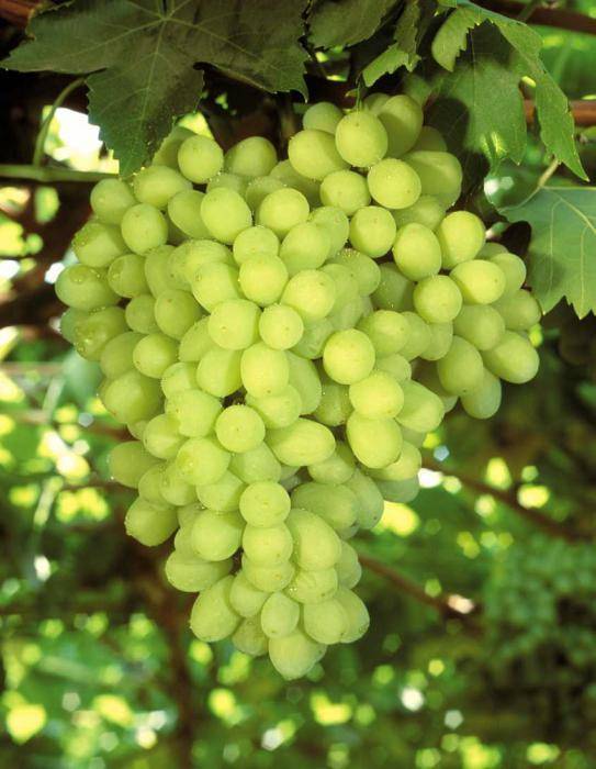 Виноград валек: что нужно знать о нем, описание сорта, отзывы