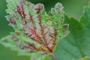 Бурые пятна на листьях смородины — причины и способы лечения