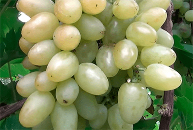 Сорт винограда «аркадия» описание с фото и видео