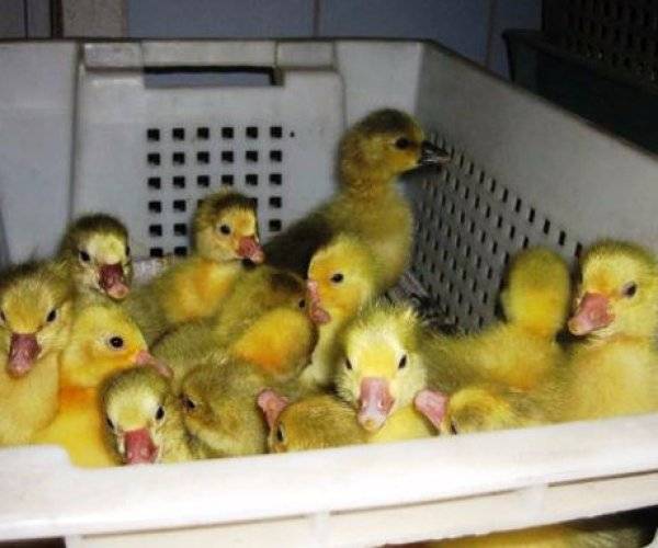 Инкубация гусиных яиц в домашних условиях