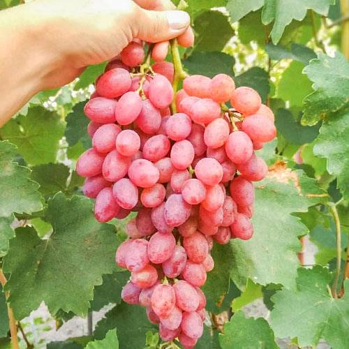Виноград «кишмиш лучистый»: описание сорта, фото и отзывы
