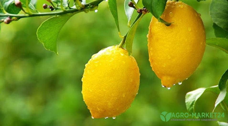 Особенности выращивания домашнего лимона: уход в домашних условиях, обрезка, фото, пересадка, а также болезни растения и польза и вред
